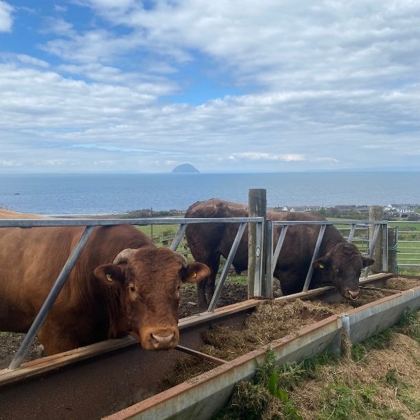 Two bulls with Ailsa Craig in the background.