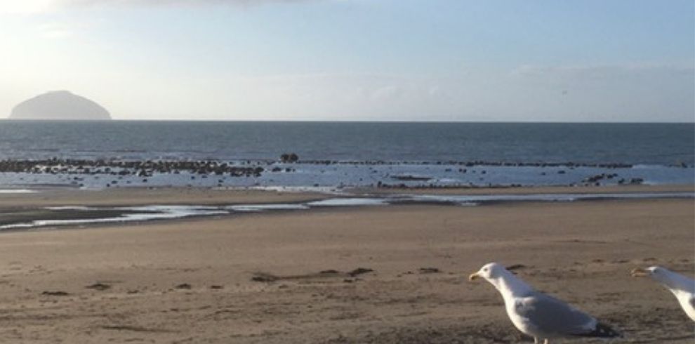 Alisa craig in the distance with a seagull looking off to sea