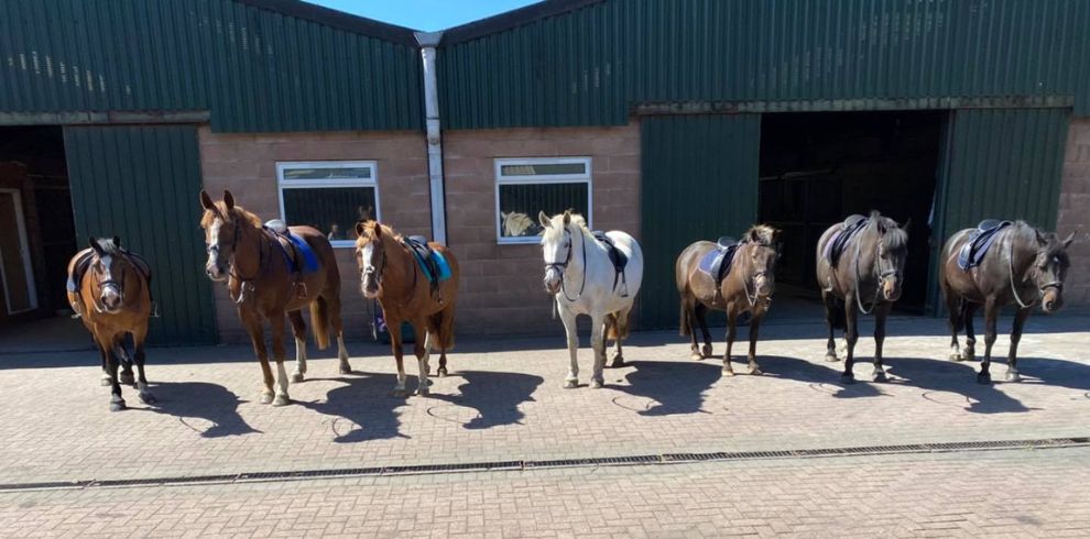 a row of horses