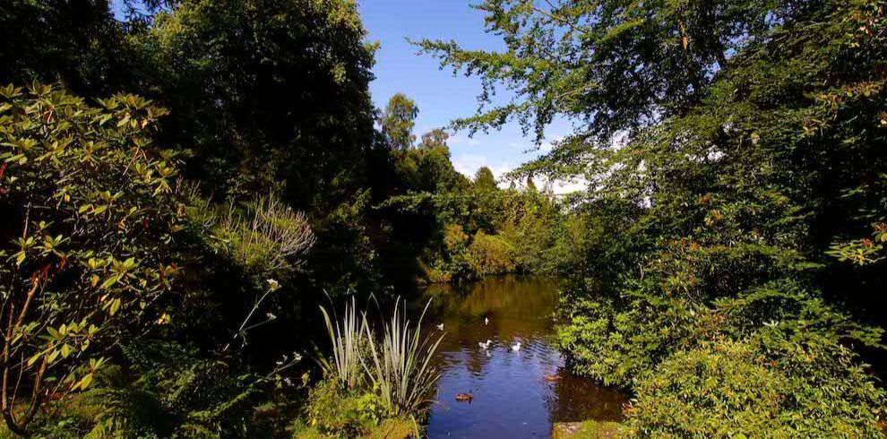 The pond at rozelle