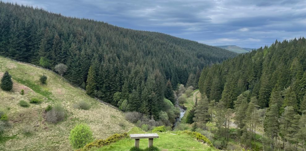 countryside and forest