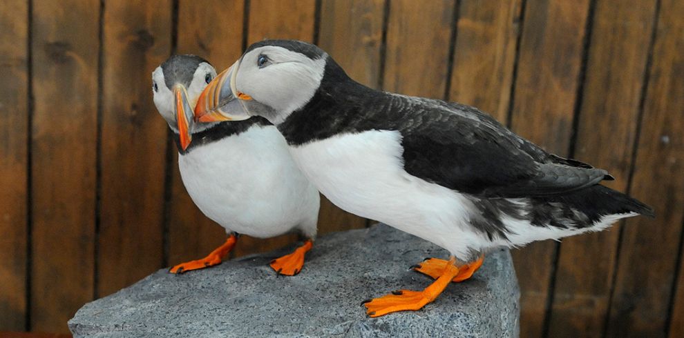 Two taxidermy puffins