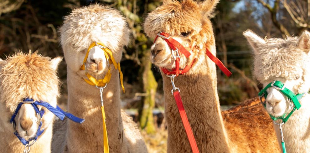 Four alpacas wearing colourful halters.