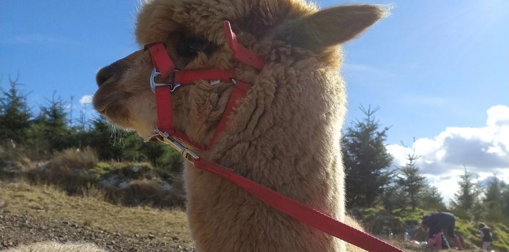 Alpaca wearing red head collar.