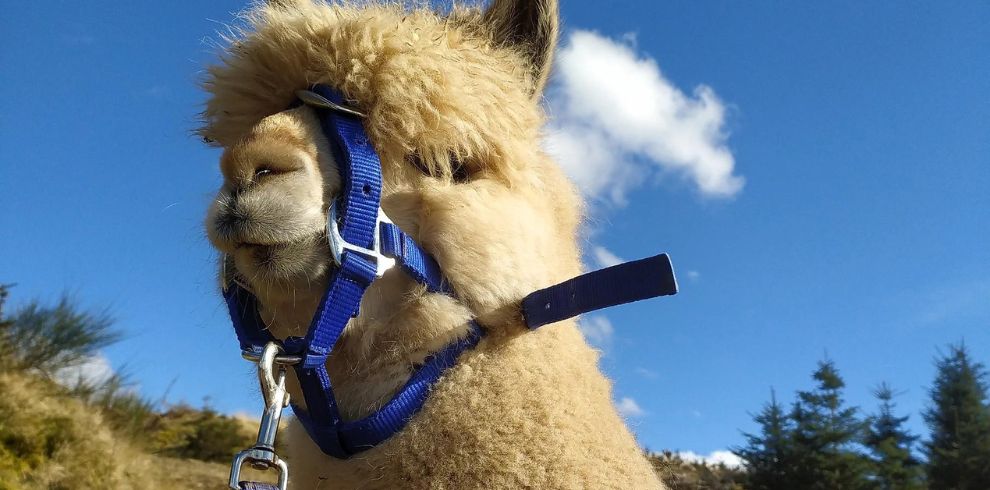 Alpaca wearing blue head collar.