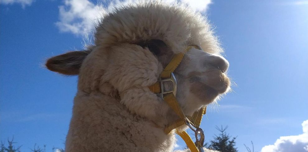 Alpaca wearing yellow head collar.