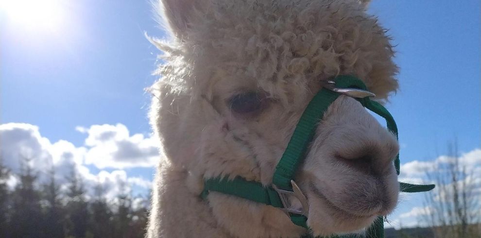 Alpaca wearing green head collar.