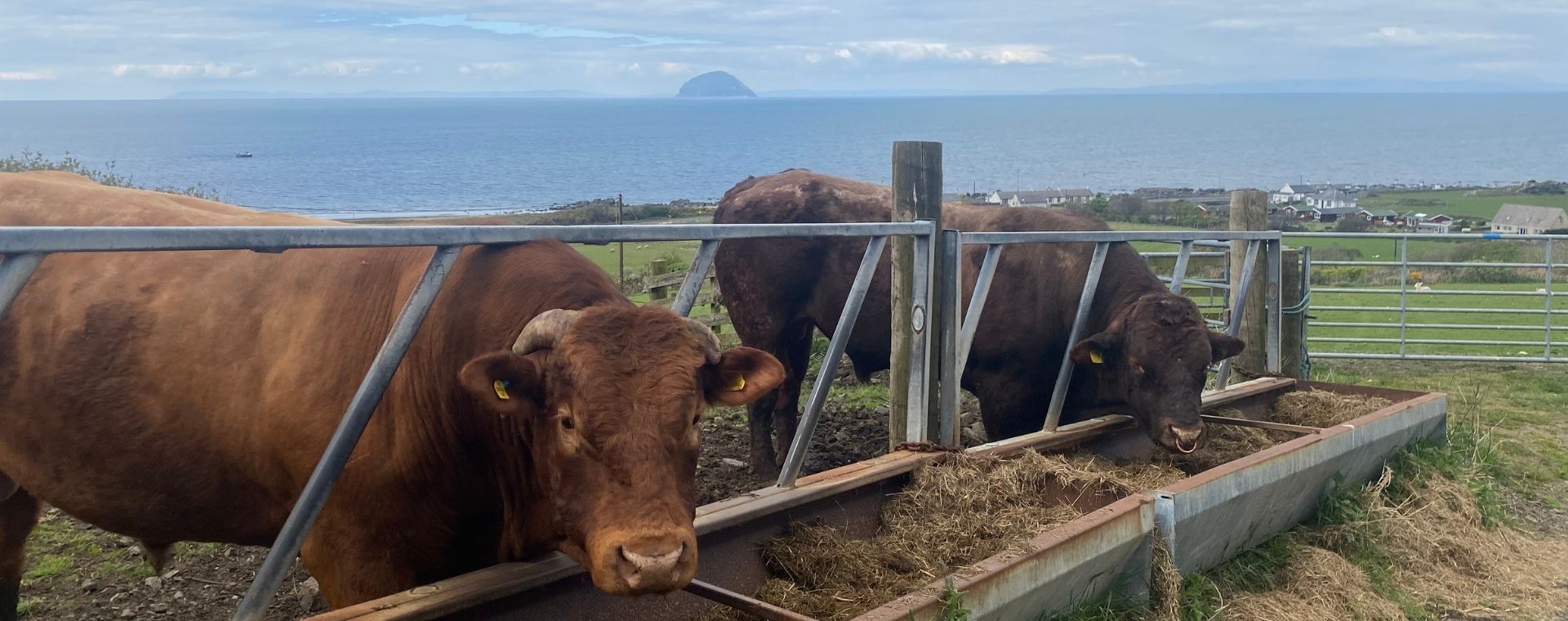 Two bulls with Ailsa Craig in the background.