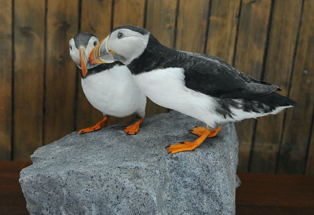 Two taxidermy puffins