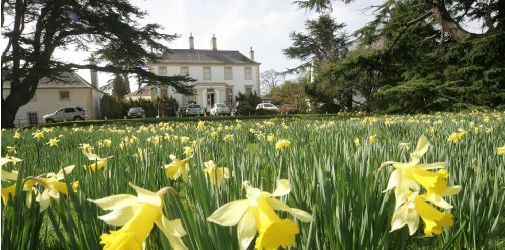 daffodils on the lawn outside rozelle housee
