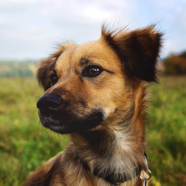 Small brown dog sitting in a field.