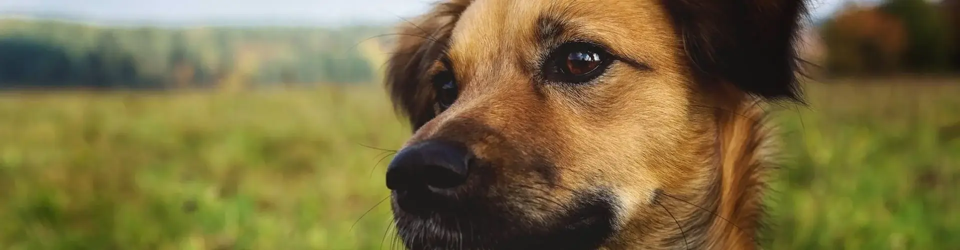 Dog sitting in a field.
