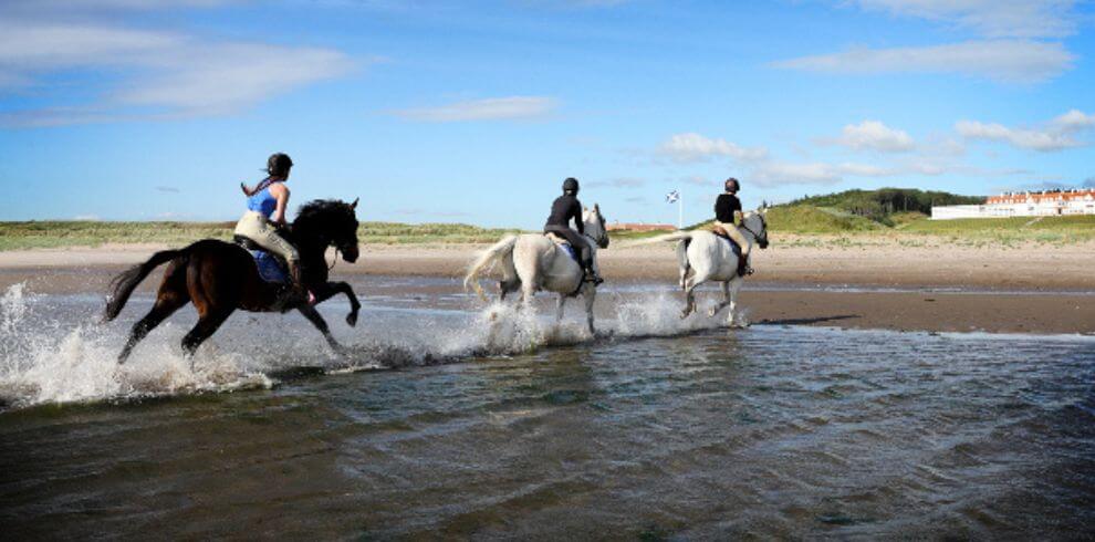 Horses galloping in the sea.