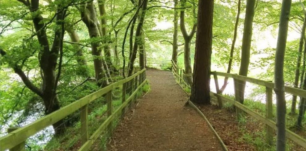 Green leafy trees on woodland pathway.