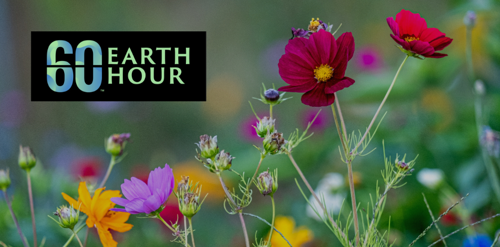 Beautiful colourful wild flowers. Earth Hour 60 logo.