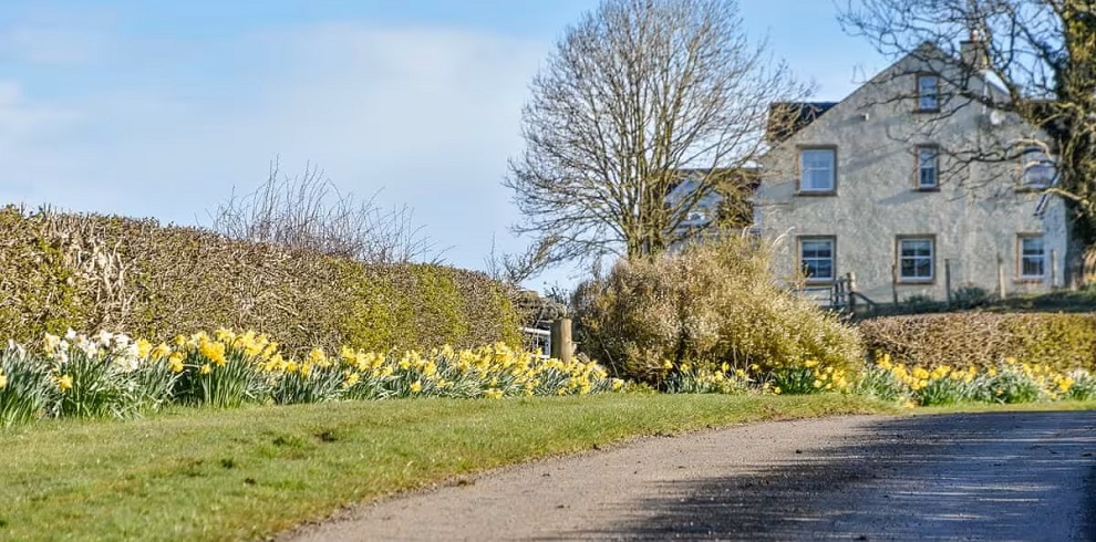 A Spring Scene of McGill Cottage. Showing daffodils.