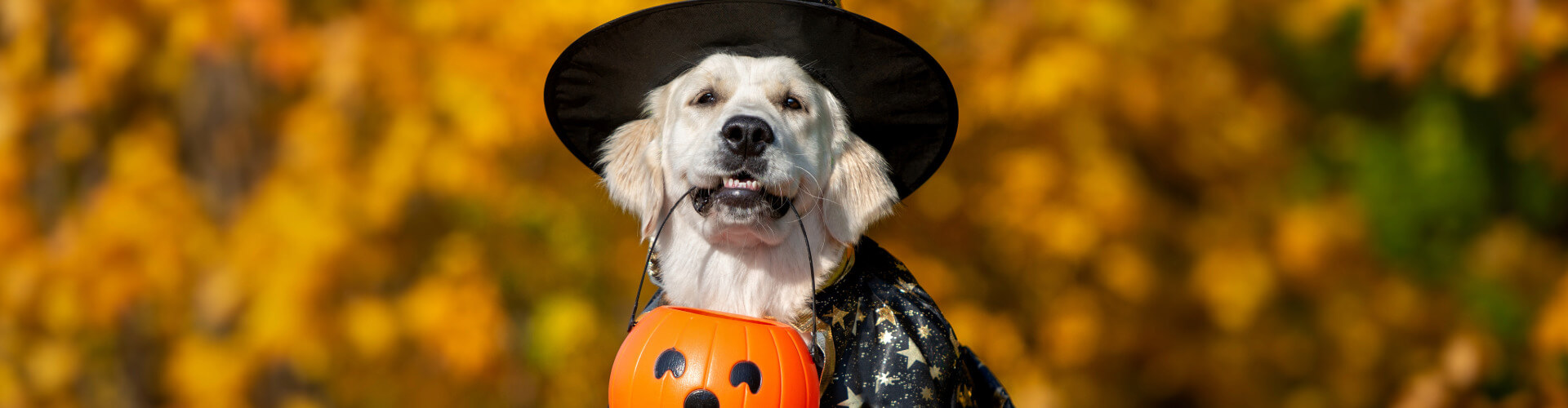 Dog dressed in a halloween costume, holding a plastic pumpkin in its mouth while sitting outside in the autumn.