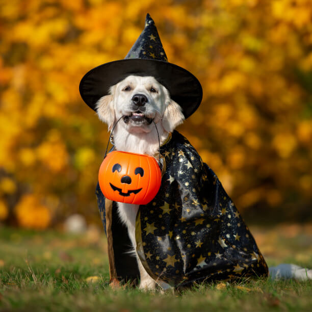 Dog dressed in a halloween costume, holding a plastic pumpkin in its mouth while sitting outside in the autumn.