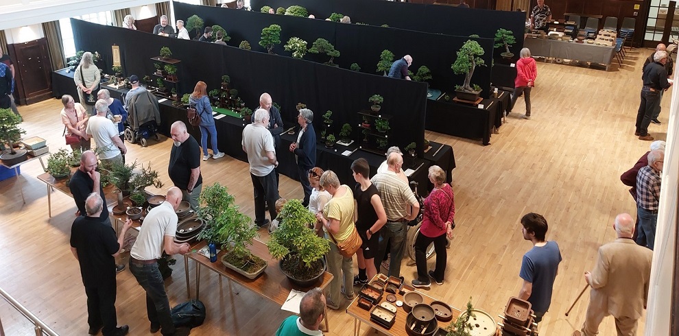 Picture of Bonsai trees on display at the Bosnai event.