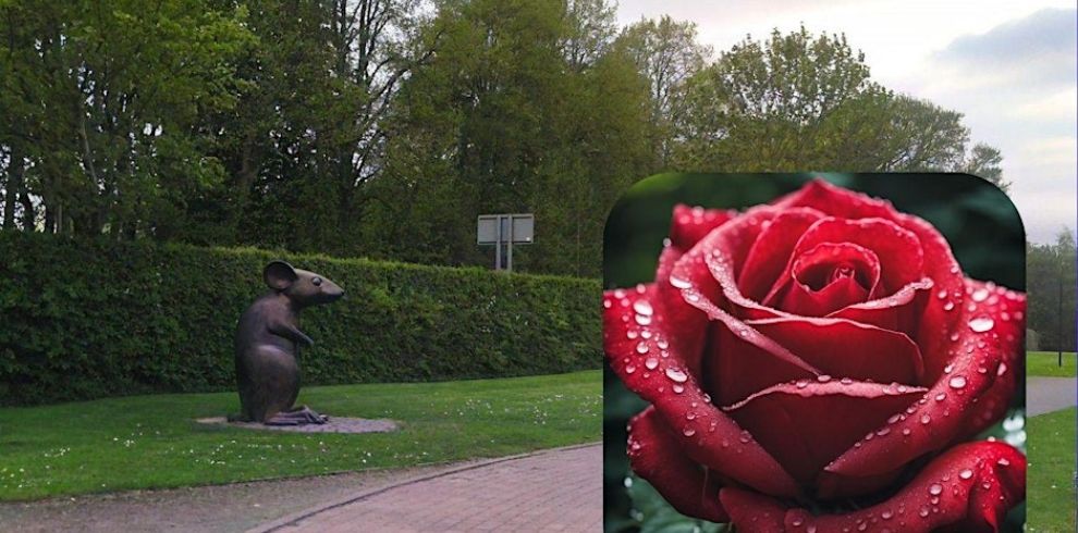 An image of the grounds/trails at Robert Burns Birthplace Museum. A picture of a red rose is in the corner.