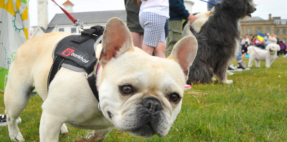 Small dog looking at the camera