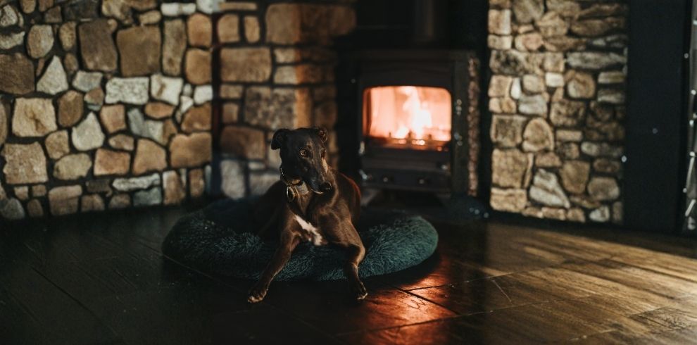 An image of a dog seated in front of a fireplace.