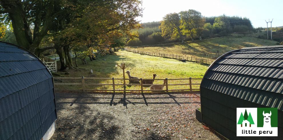 An image of alpacas lying in a field on a sunny day.