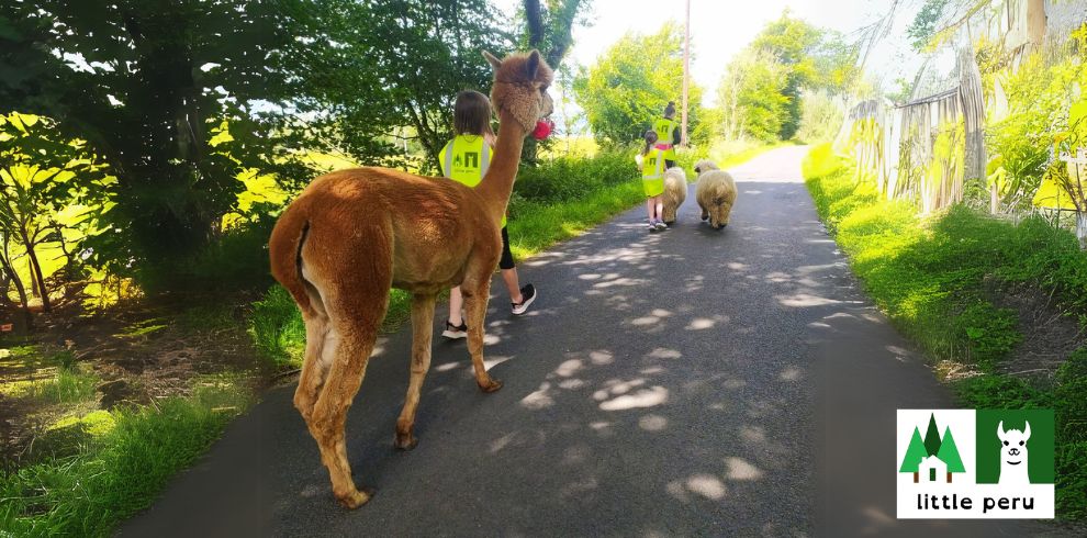 An image of 1 adult and 2 children walking an alpaca and two sheep on a country road.