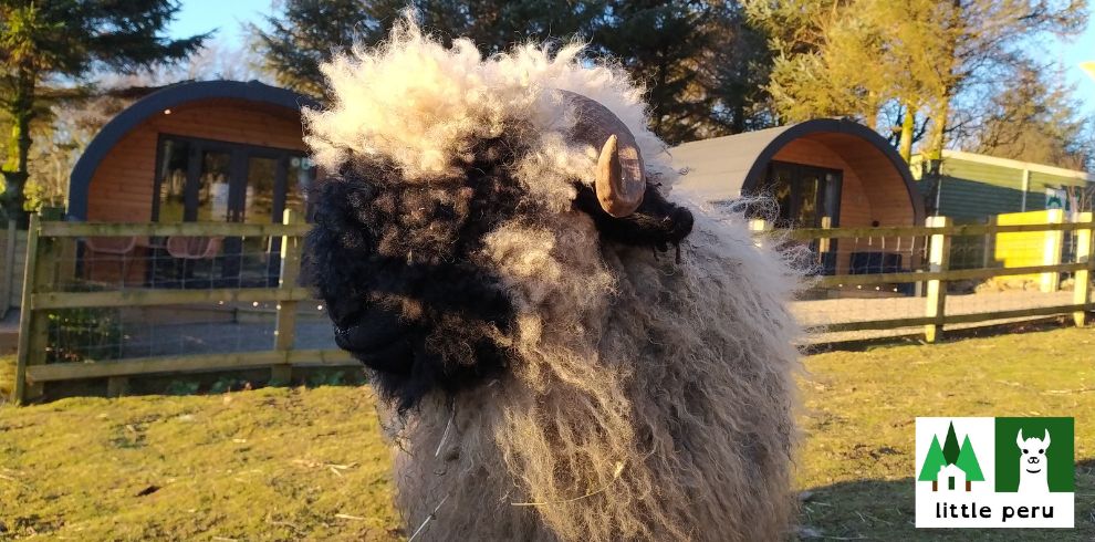 An image pf a sheep.