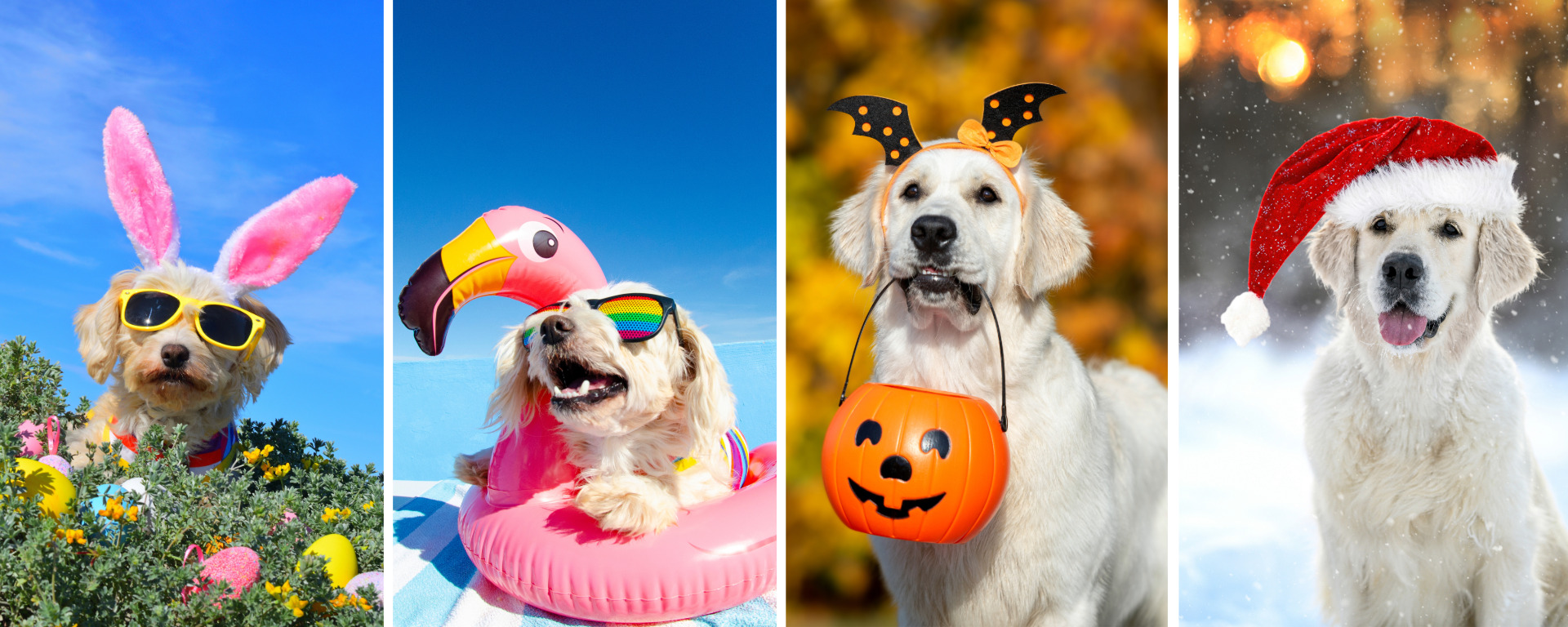 Dogs in costume for every season