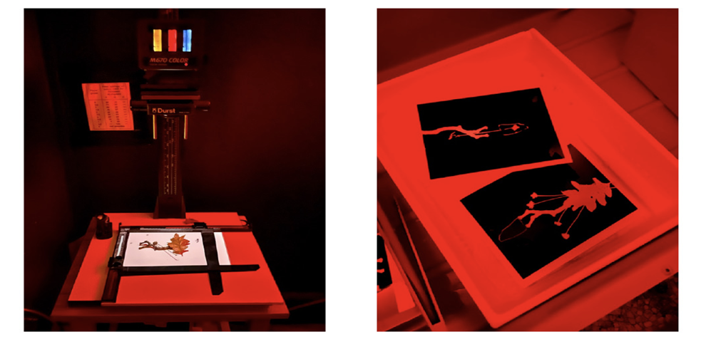 A split image showing a darkroom printmaking setup under red safe lights. The left side displays an enlarger with a pressed leaf arranged on a glass plate, ready for exposure. The right side shows a developing tray with two photograms of plant shapes in the process of being developed, showing high-contrast white outlines against a dark background.
