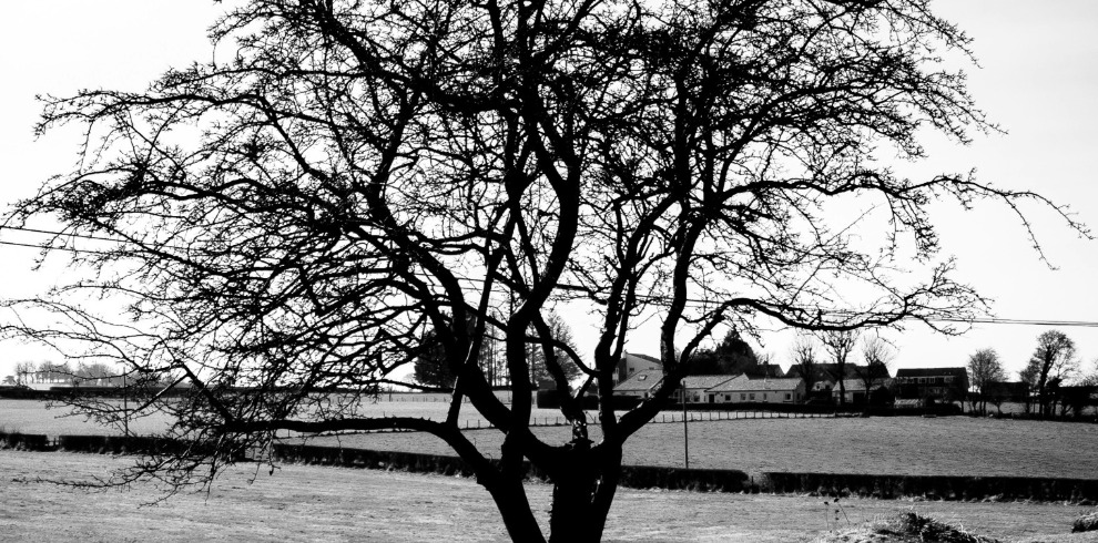 Black and White photograph of a tree with no leaves.