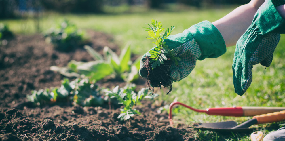 A person wearing green gardening gloves planting a small leafy plant in a garden bed, with gardening tools and other plants visible in the background on a sunny day.
