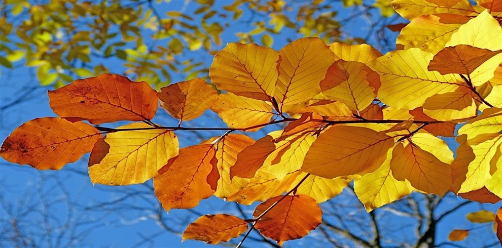 A close-up of autumn leaves in vibrant shades of yellow, orange, and gold on a tree branch against a bright blue sky. Sunlight highlights the rich colors, and additional blurred foliage appears in the background, creating a warm seasonal atmosphere.