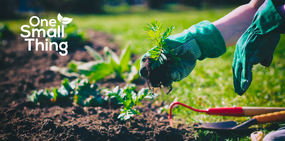 Gloved hands plant a small seedling in a garden bed, with hand tools nearby and the words ‘One Small Thing’ in the corner.