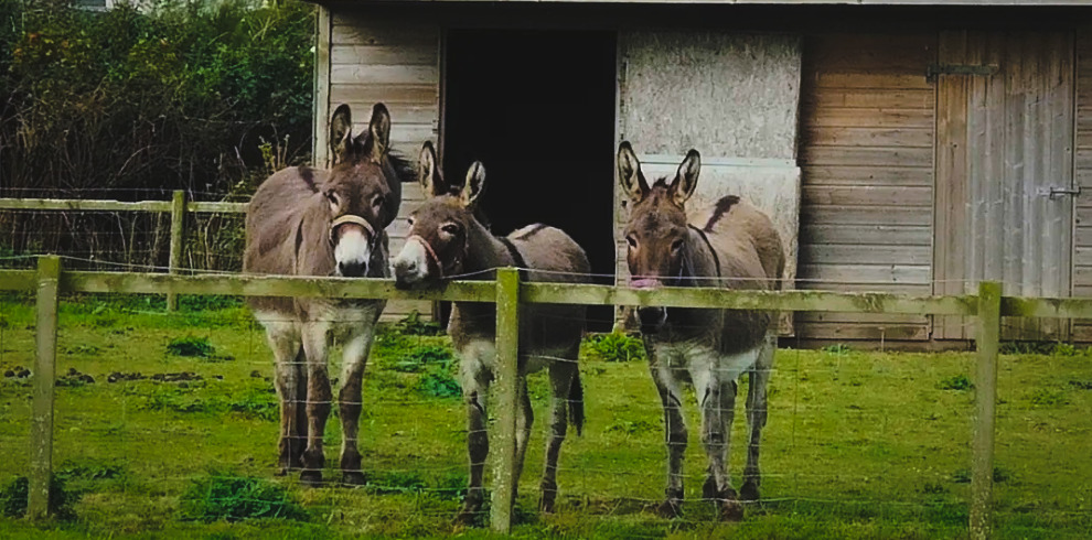 Three donkeys in a field next to a stable.