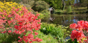 Pink and yellow flowers in bloom, looking over a still lake.