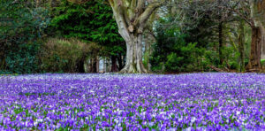 Field of purple and white flowers in bloom. Corsehill Park, Ayr. Image by Colin Hyslop Photography.