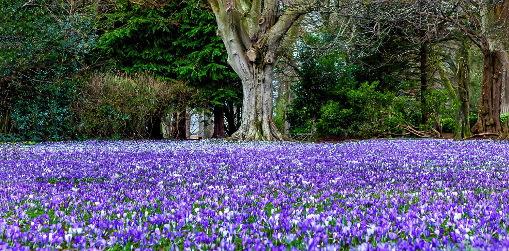 Field of purple and white flowers in bloom.