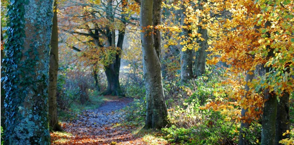 Woodland in autumn.