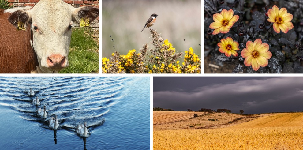 A collage of five photographs showing a close-up of a cow’s face in a field, a small bird perched on yellow flowering gorse, yellow and orange flowers against dark foliage, a line of ducks swimming across rippling blue water, and a golden harvested field under a dark, cloudy sky.