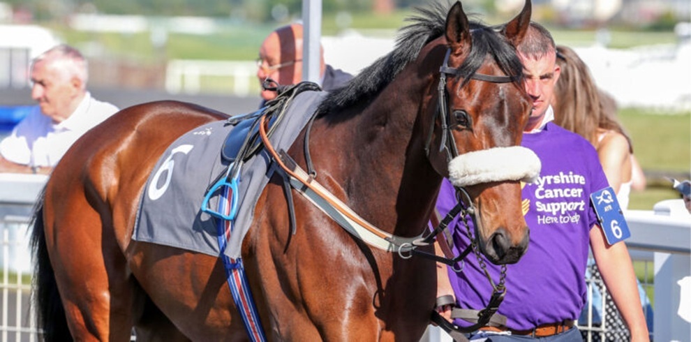 A close-up photograph at a horse racing venue showing a brown racehorse standing in the foreground, wearing a bridle, saddle, and a numbered cloth marked “6.” The horse is being led by a person wearing a purple shirt with white printed text. Additional people and railings are visible behind them, with the racecourse and structures blurred in the background under bright daylight.