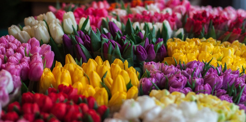 A close-up view of neatly arranged tulips in multiple colors—pink, purple, yellow, red, and white—displayed in dense rows at a flower market, with green stems and leaves visible beneath the blooms.