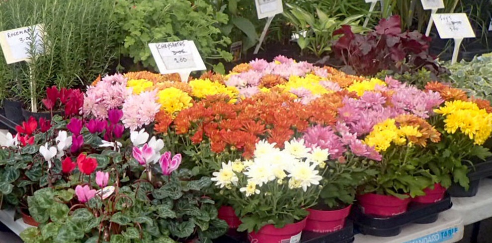 A flower market display with trays of potted plants arranged closely together, featuring clusters of chrysanthemums in yellow, pink, white, and orange alongside cyclamen with pink and red blooms. Green foliage plants and herbs stand behind the flowers, with small handwritten price signs on white cards visible among the plants.