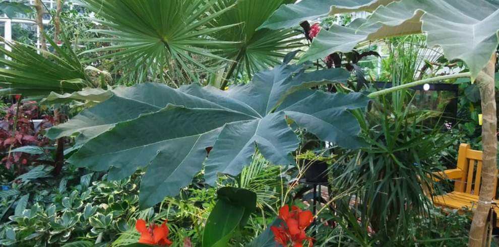 Large exotic plants in a glass conservatory.