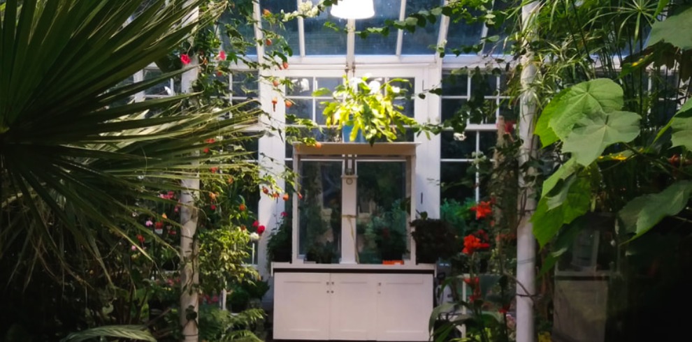 Large exotic plants in a glass conservatory.