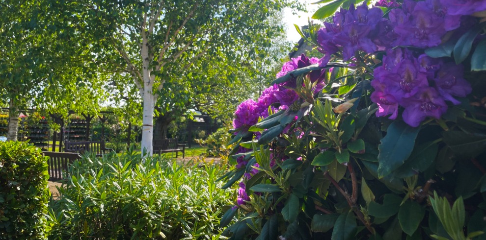 Garden on a sunny day with tree, purple flowers and grassy area.