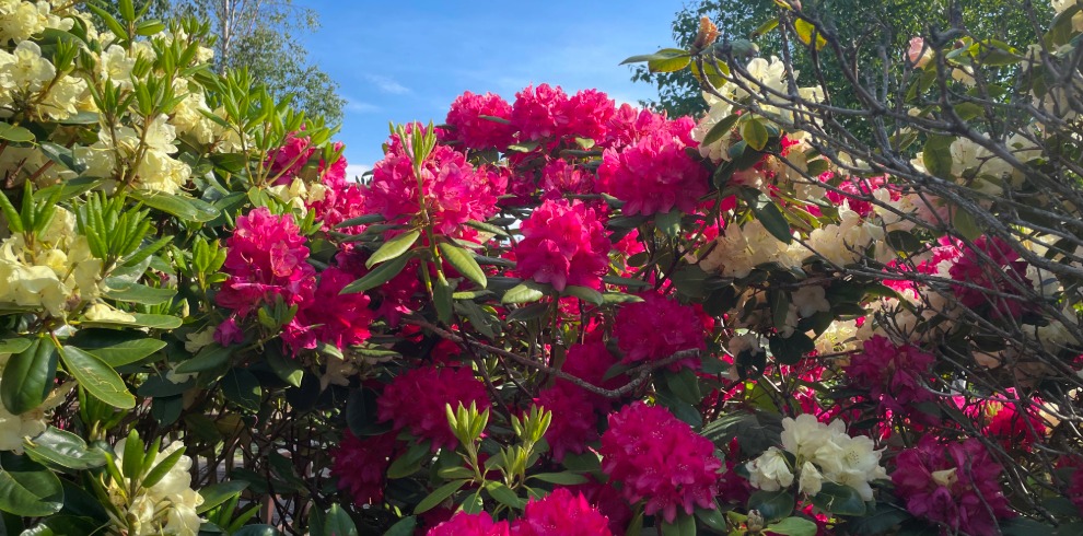 Stunning pink rhododendron bush.