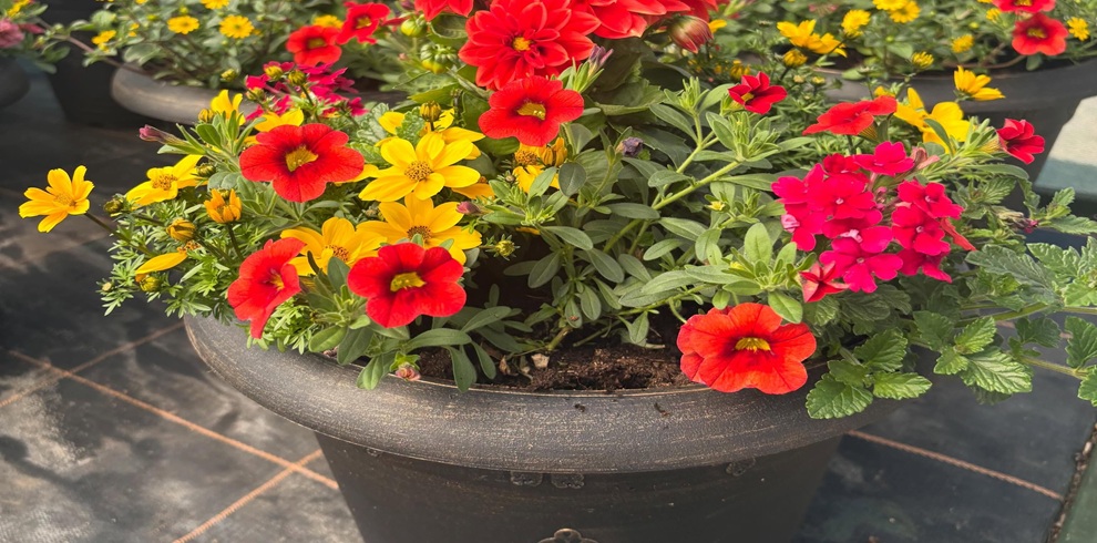 A close-up of a large dark planter filled with a vibrant mix of blooming flowers, including bright red, yellow, and pink blossoms surrounded by dense green foliage. The flowers appear freshly watered and healthy, with varied petal shapes and sizes creating a colourful display. The planter sits on a tiled outdoor surface in sunlight, while additional similar planters are visible, softly blurred, in the background. Provide your feedback on BizChat
