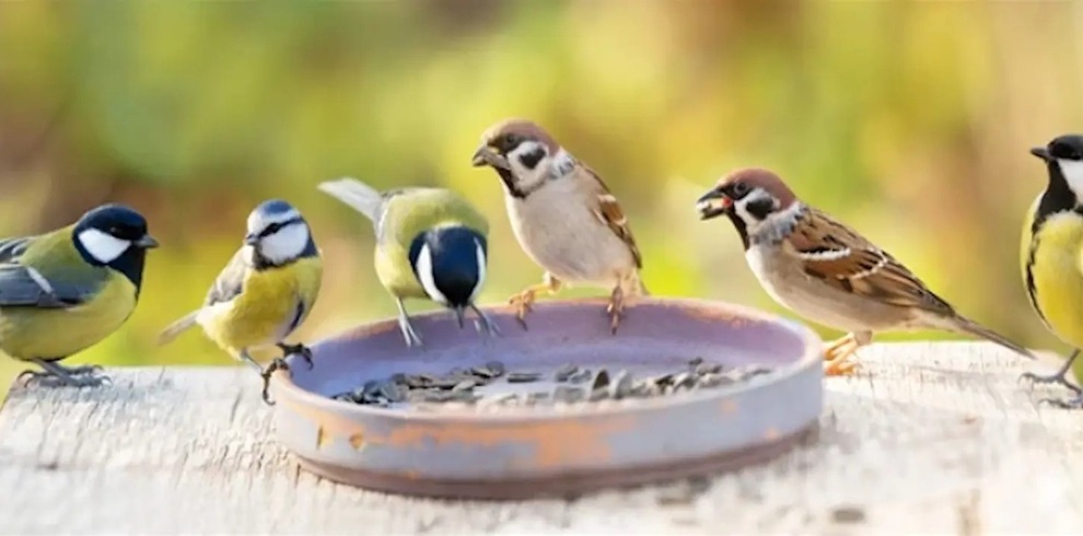 A group of small birds gather around a shallow dish filled with seeds on a wooden surface. Several birds, including blue and yellow tits and brown sparrows, are perched along the edge, with one bird leaning forward to peck at the seeds. The background is softly blurred with green and yellow tones, suggesting a garden or outdoor setting.